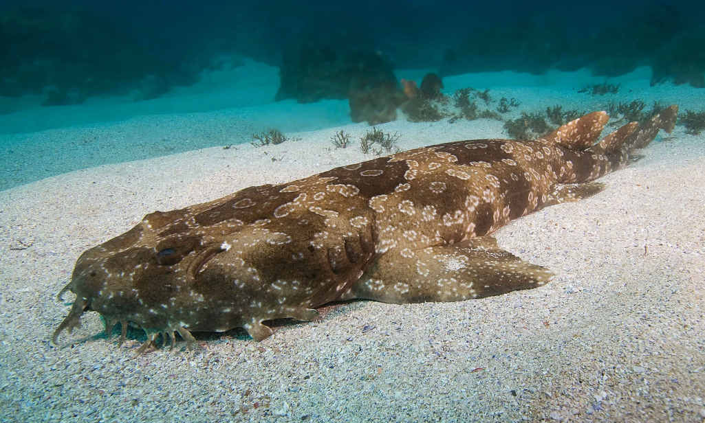 REVENGE: The wobbegong shark is protected, but that didn’t stop one biting a fisherman. REVENGE: The wobbegong shark is protected, but that didn’t stop one biting a fisherman.